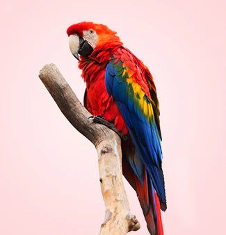 Parrot